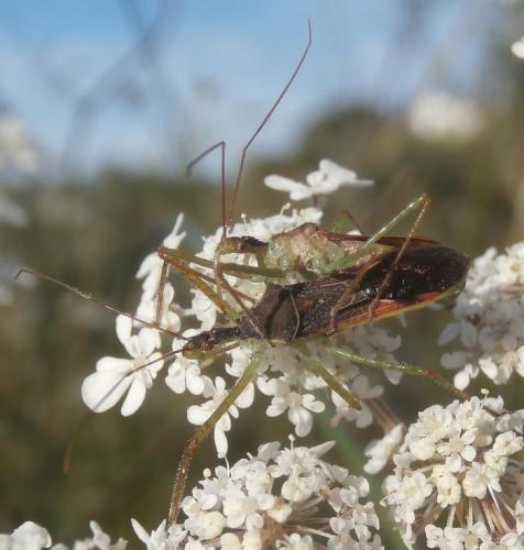 Réf. 242 563 : Zelus renardii